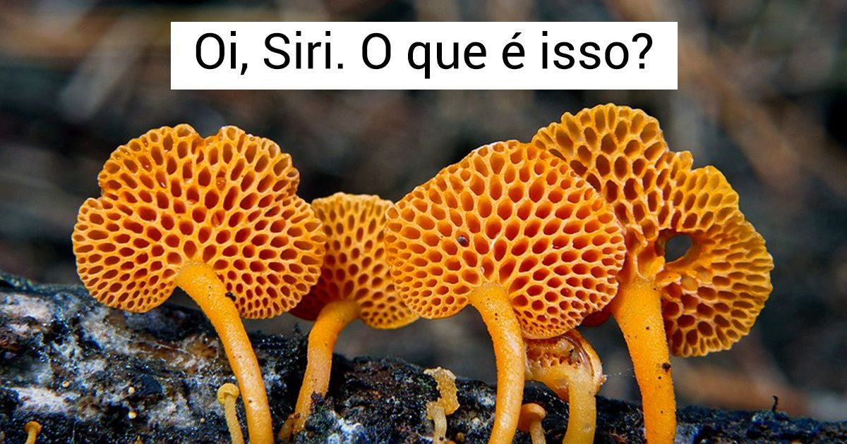 9+ Perguntas inapropriadas que são perigosas de se fazer à assistente de voz Siri 9+ Perguntas inapropriadas que são perigosas de se fazer à assistente de voz Siri