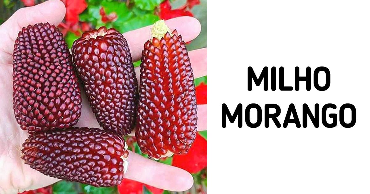 15 Fotos de pequenas e grandes maravilhas do nosso planeta 15 Fotos de pequenas e grandes maravilhas do nosso planeta