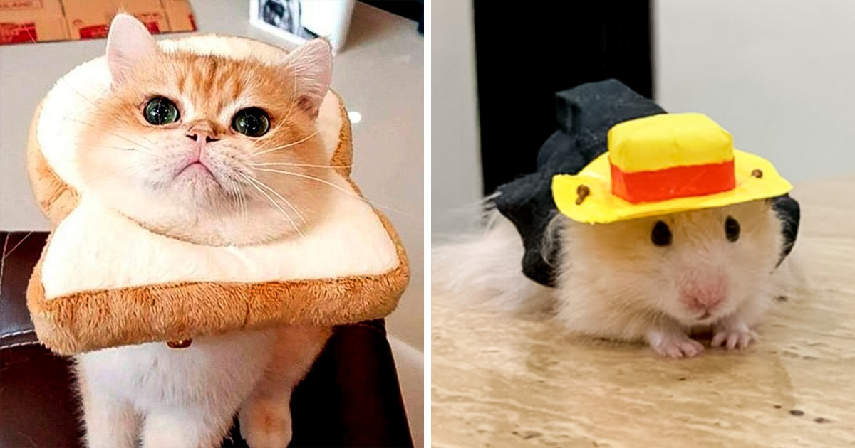 18 Pets que se fantasiaram por pura diversão e assumiram o título de folião