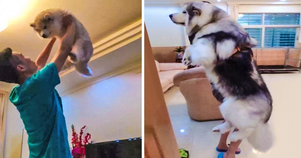 15 Fotos que mostram como o tempo passa também para os bichos 15 Fotos que mostram como o tempo passa também para os bichos