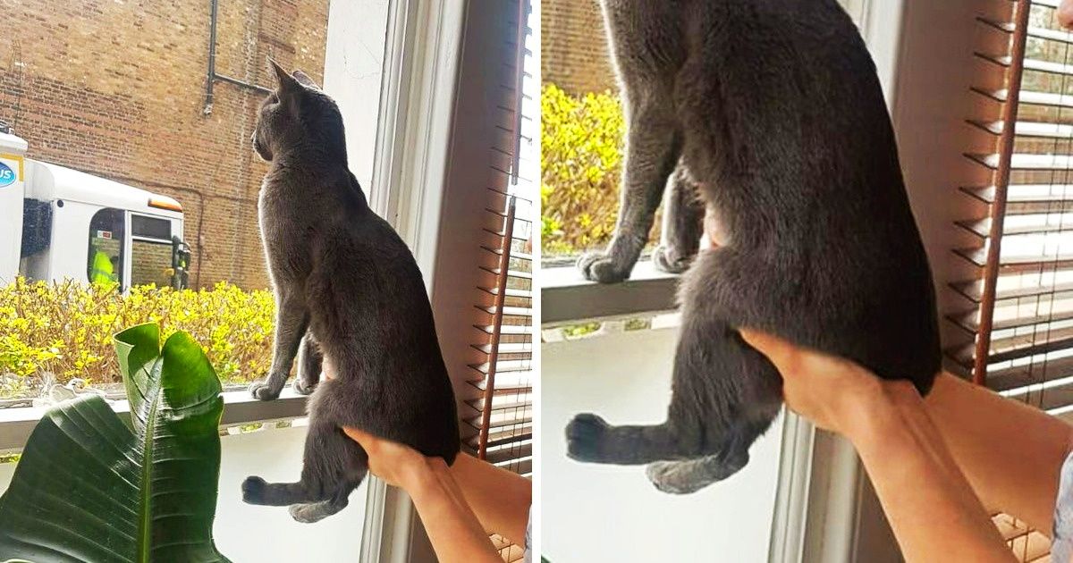 20+ Gatos mimados que são os verdadeiros donos da casa 20+ Gatos mimados que são os verdadeiros donos da casa