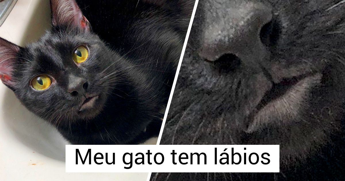 20 Gatinhos cujas características únicas os tornam incríveis
