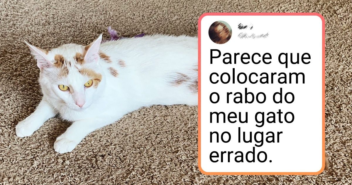 19 Gatos que precisam ser estudados por Einstein (aparentemente nenhuma lei da física se aplica a eles)
