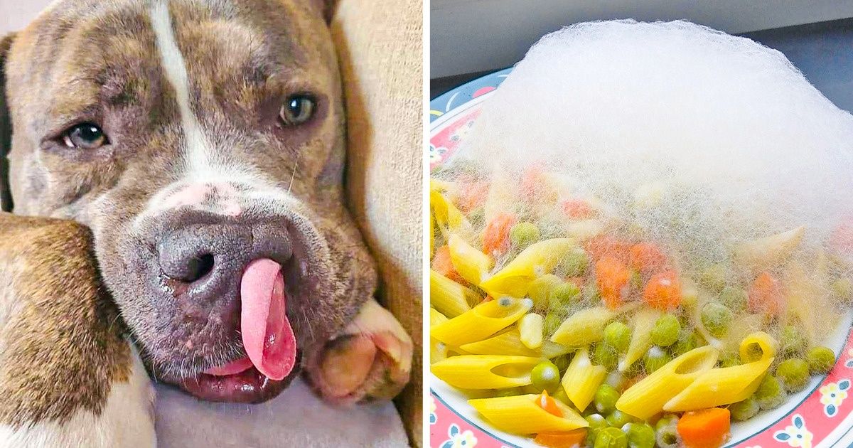 15 Fotos que poderiam confundi-lo de forma magistral à primeira vista