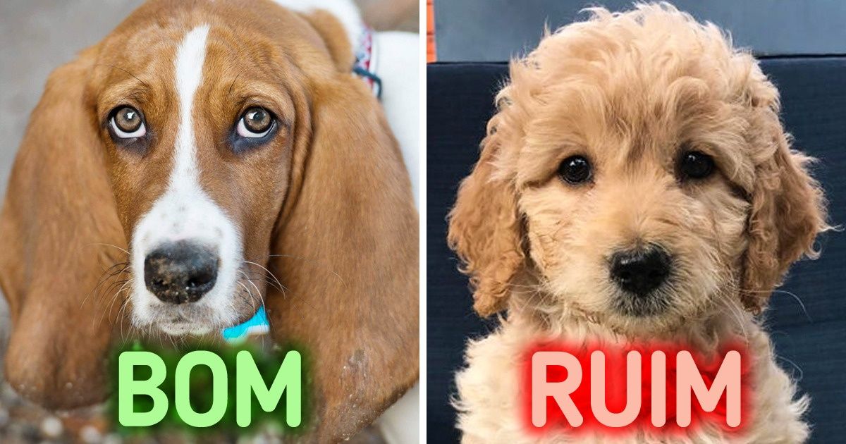 12 Raças de cachorro que são perfeitas para donos de primeira viagem 12 Raças de cachorro que são perfeitas para donos de primeira viagem