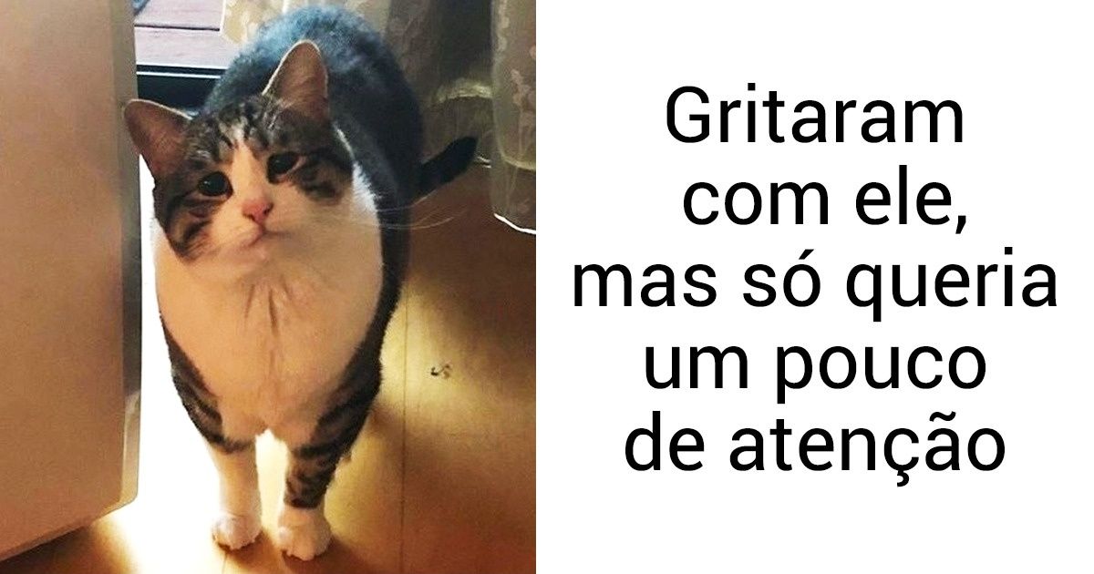 15 Evidências de que os animais são vítimas de histórias dramáticas