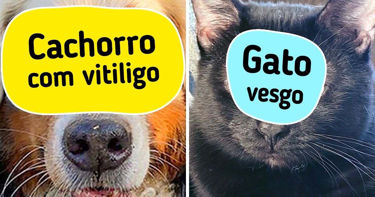 18 Animais de estimação com uma característica ainda mais incrível que a cicatriz de Harry Potter 18 Animais de estimação com uma característica ainda mais incrível que a cicatriz de Harry Potter