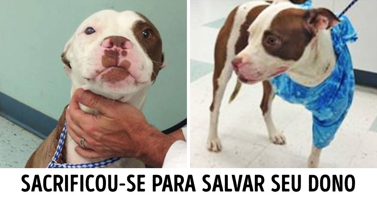 18 Animais heróis que se arriscaram para salvar vidas humanas