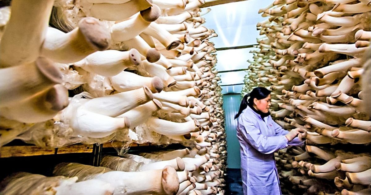 23 Fotos de pessoas que encontraram coisas estranhas e não puderam ignorá-las