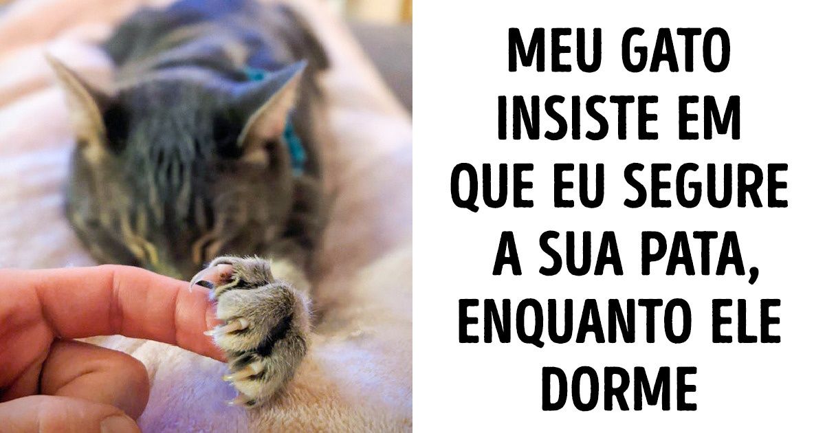 19 Fotos que provam que os animais também podem ter sentimentos