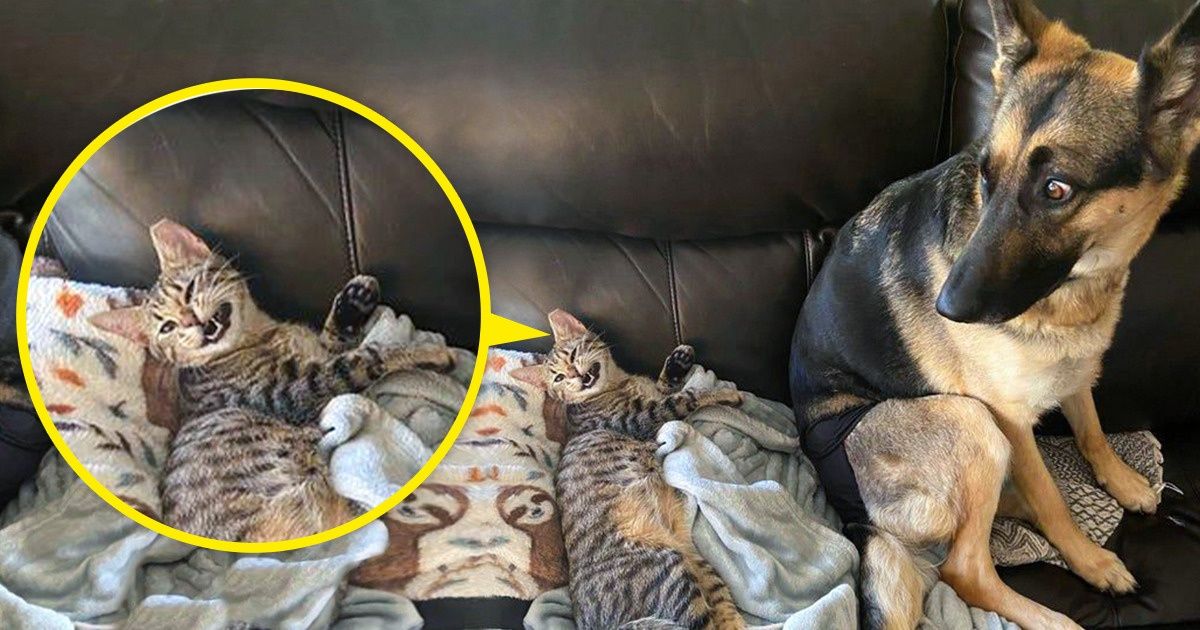 20+ Gatos que não fazem a menor questão de esconder suas emoções