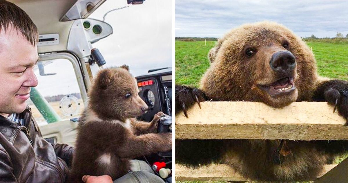 Pilotos adotaram um urso que não conseguia viver na natureza, e ele se acostumou à vida no aeroporto Pilotos adotaram um urso que não conseguia viver na natureza, e ele se acostumou à vida no aeroporto
