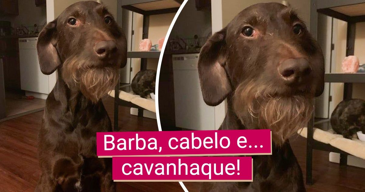 20+ Pets cheios de personalidade que roubaram a cena com os seus visuais “exóticos”