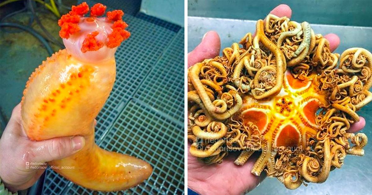 Os estranhos objetos encontrados nas profundezas do mar por um marinheiro russo