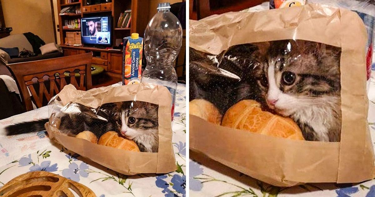 15+ Animais que conseguiram se colocar em lugares inusitados e criaram situações hilárias 15+ Animais que conseguiram se colocar em lugares inusitados e criaram situações hilárias