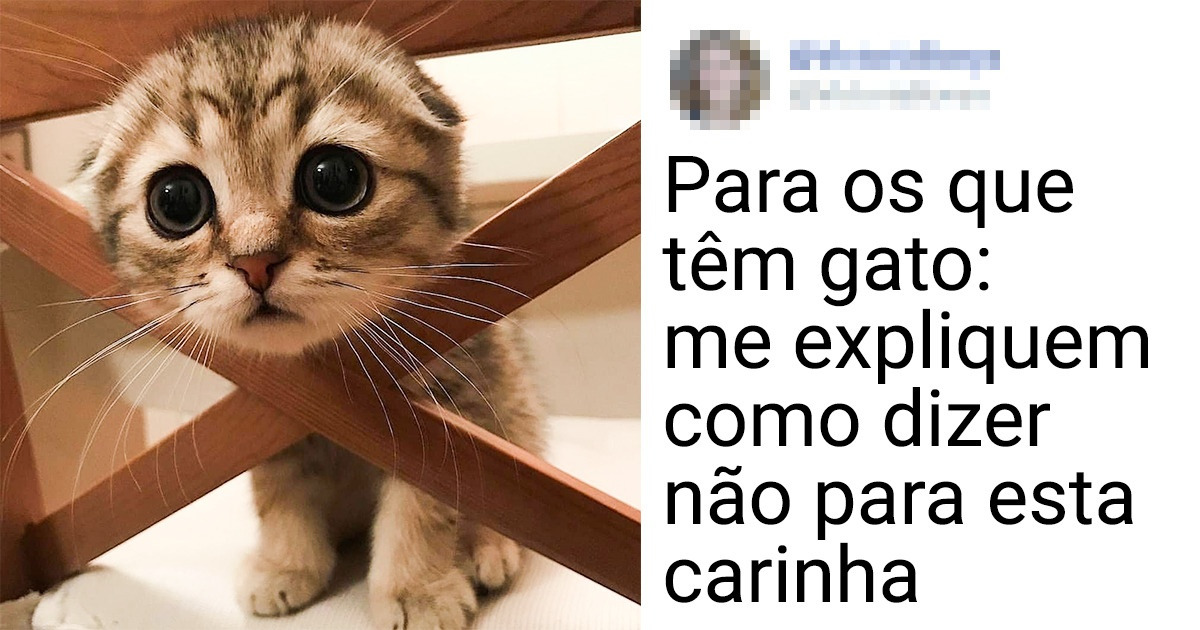 14 Fotos que vão causar uma explosão de fofura no seu coração 14 Fotos que vão causar uma explosão de fofura no seu coração