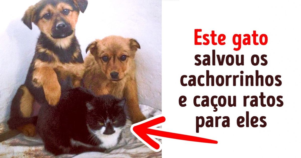 16 Mães que adotaram filhotes de outras espécies 16 Mães que adotaram filhotes de outras espécies