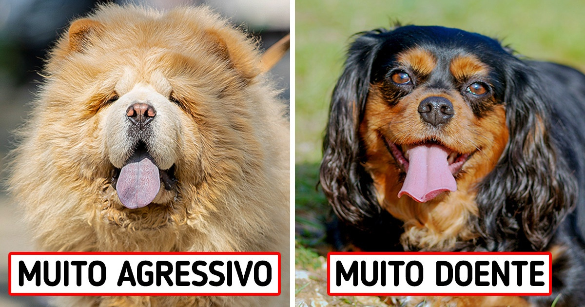 Confira as 8 raças de cachorro que alguns veterinários jamais teriam Confira as 8 raças de cachorro que alguns veterinários jamais teriam