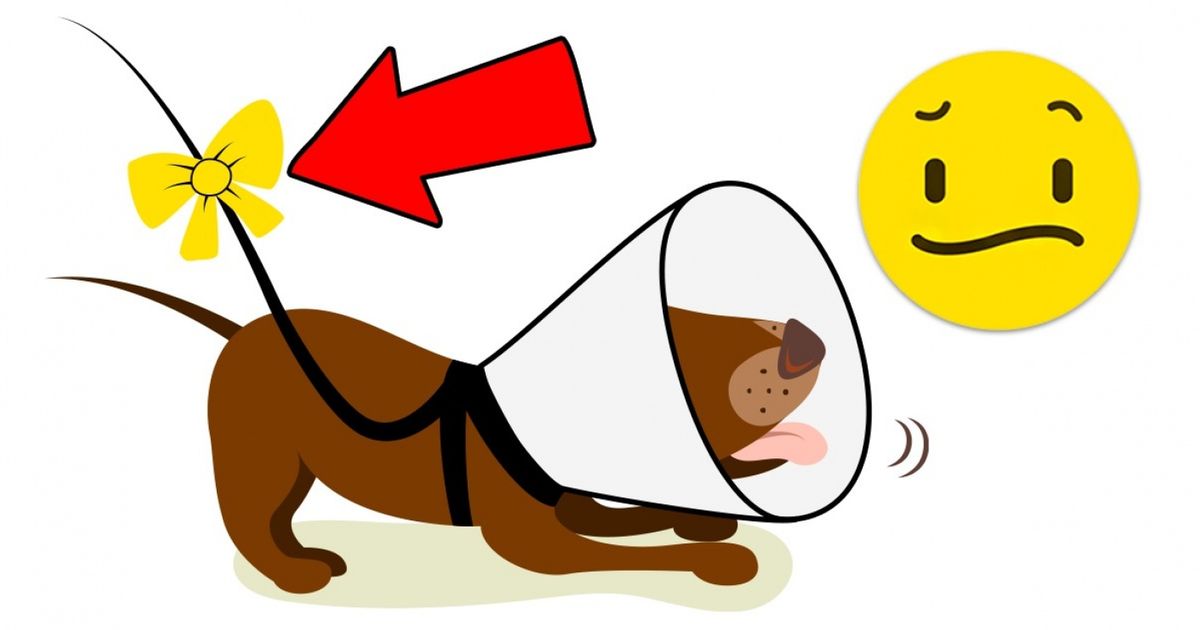 Um novo código de cores no mundo dos cachorros Um novo código de cores no mundo dos cachorros