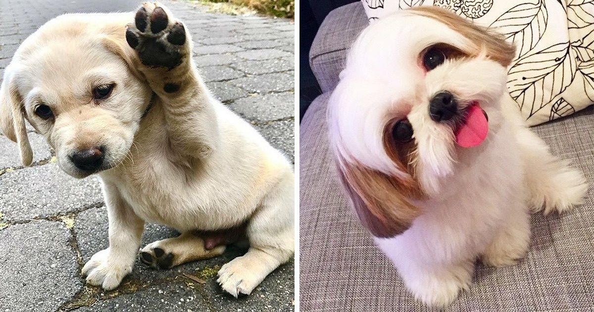 22 Filhotes adoráveis capazes de inundar o mundo de amor