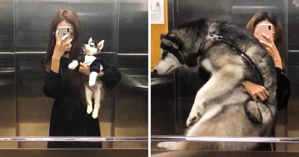 18 Pessoas compartilham como seus animais de estimação mudaram ao longo dos anos (não dá para acreditar como crescem rápido)