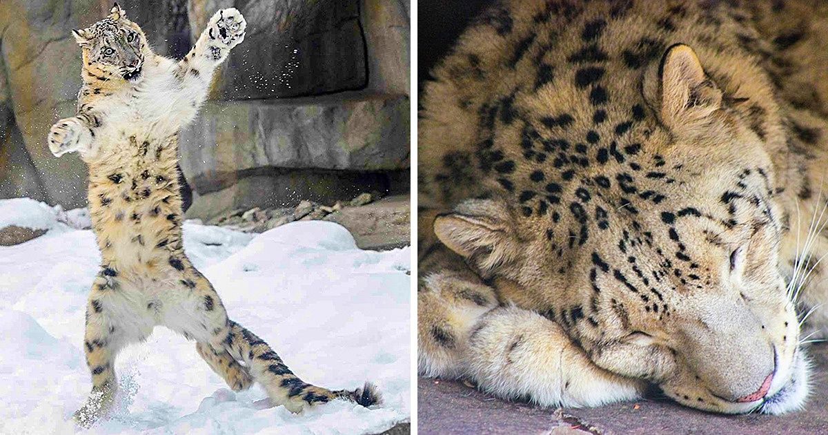 38 Fotos de leopardos que nos fazem esquecer seu lado predador