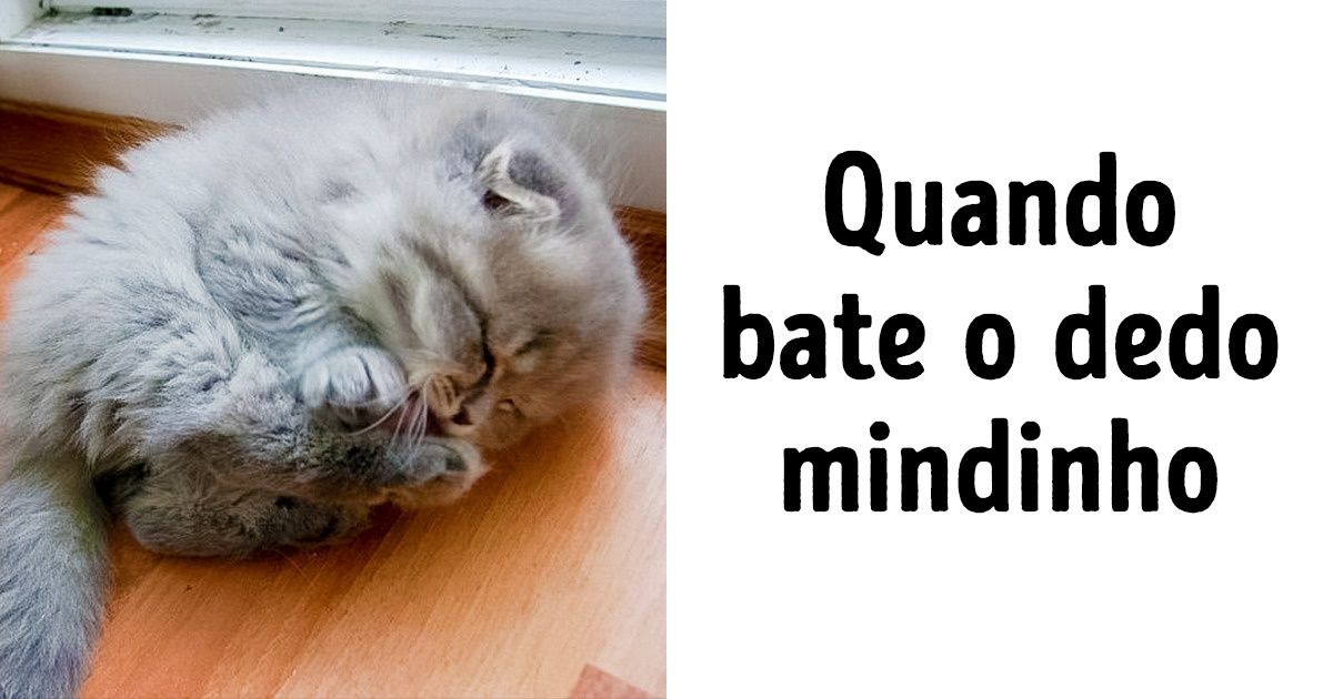 21 Evidências de que os animais parecem humanos (nova seleção)