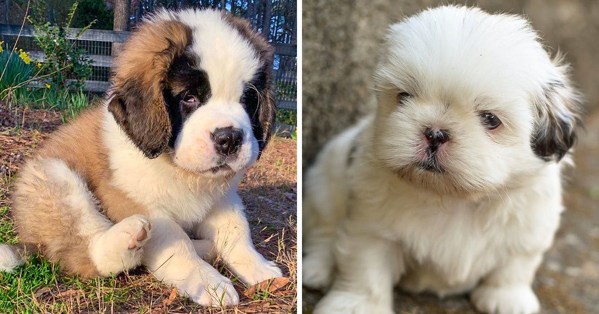 20+ Raças de cachorros que mais parecem ursinhos de pelúcia