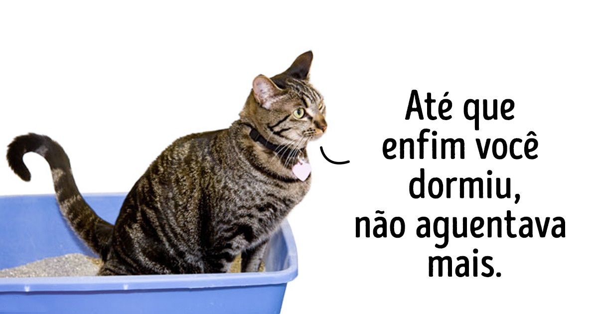 12 Comportamentos tipicamente felinos que têm uma explicação