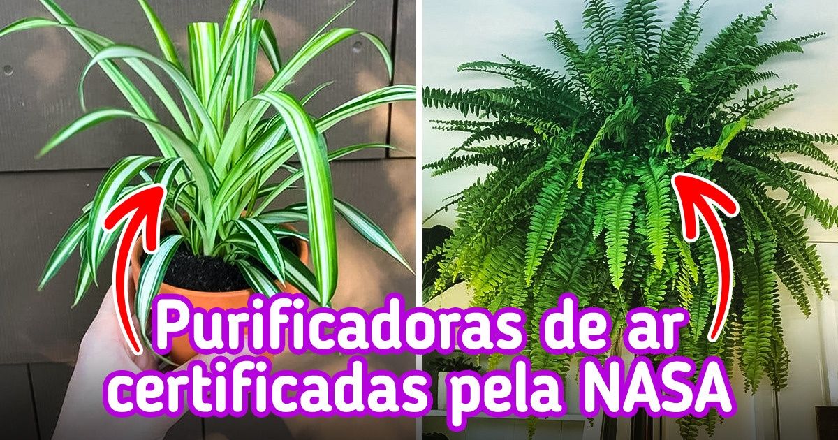 15 Plantas purificadoras de ar que você pode ter em casa caso sofra com alergias 15 Plantas purificadoras de ar que você pode ter em casa caso sofra com alergias