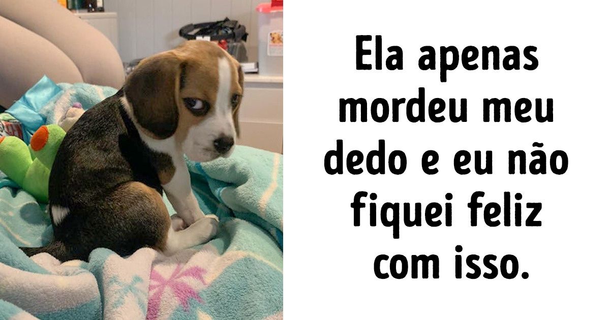 30+ Fotos que provam que o amor tem quatro patas 30+ Fotos que provam que o amor tem quatro patas