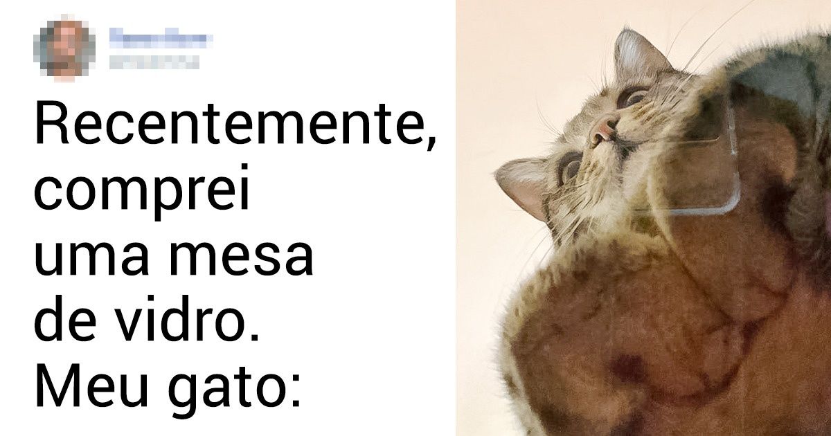 20+ Gatinhos que não perdem tempo em ocupar o melhor lugar possível 20+ Gatinhos que não perdem tempo em ocupar o melhor lugar possível