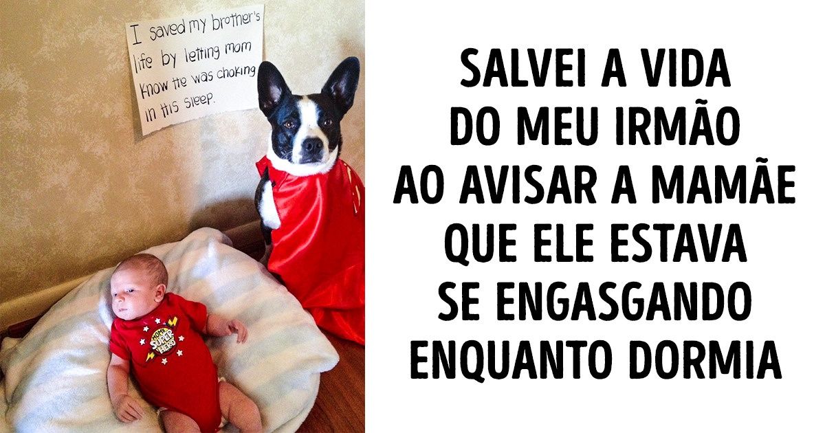 20 Animais solidários que sabem como fazer do mundo um lugar melhor 20 Animais solidários que sabem como fazer do mundo um lugar melhor