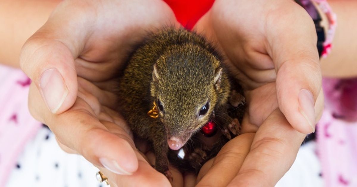 10 Seres aparentemente inofensivos que são perigosos