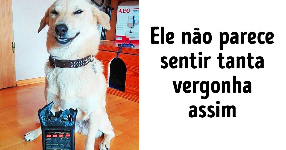 25 Bichos de estimação que não sabem o que é o tédio quando ficam sozinhos em casa