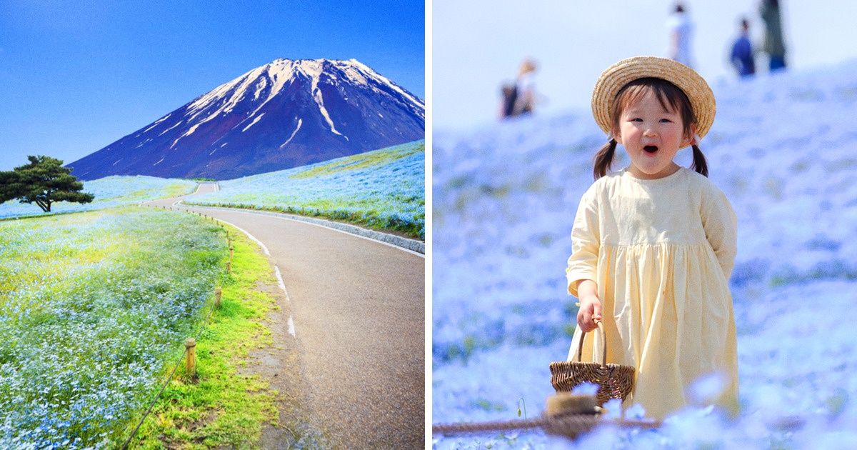 4,5 Milhões de flores começam a florescer ao mesmo tempo e transformam um parque japonês em um jardim de contos de fadas (20 fotos)