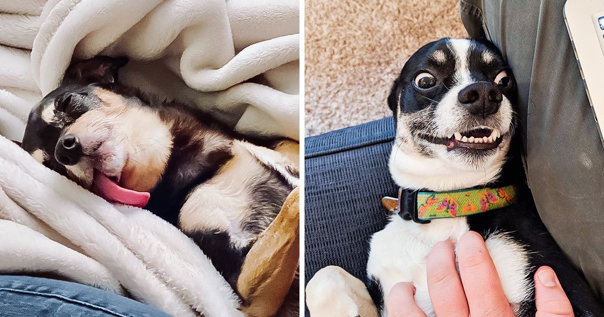 20+ Fotos divertidas que provam como os animais são o espelho dos seres humanos