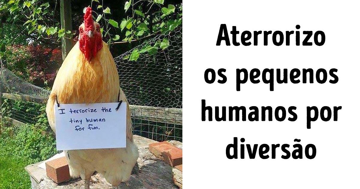 15 Galinhas e peixes que ’confessaram’ suas travessuras com ótimos cartazes na Internet