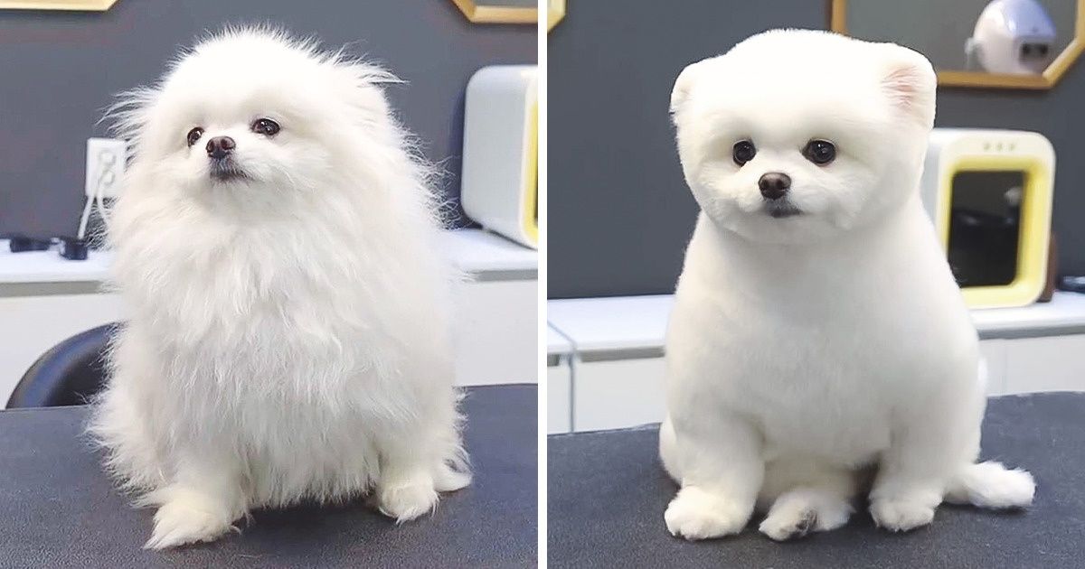 17 Pessoas que mandaram tosar seus pets e acabaram levando animaizinhos completamente diferentes para casa
