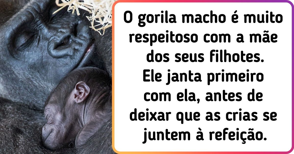 10 Papais do reino animal que merecem o prêmio de melhor pai 10 Papais do reino animal que merecem o prêmio de melhor pai