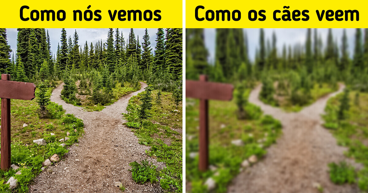 10 Fatos que podem te ajudar a entender melhor como os cães veem o mundo