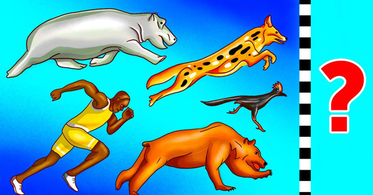 Quais animais você não consegue ultrapassar, mesmo em 3 minutos Quais animais você não consegue ultrapassar, mesmo em 3 minutos