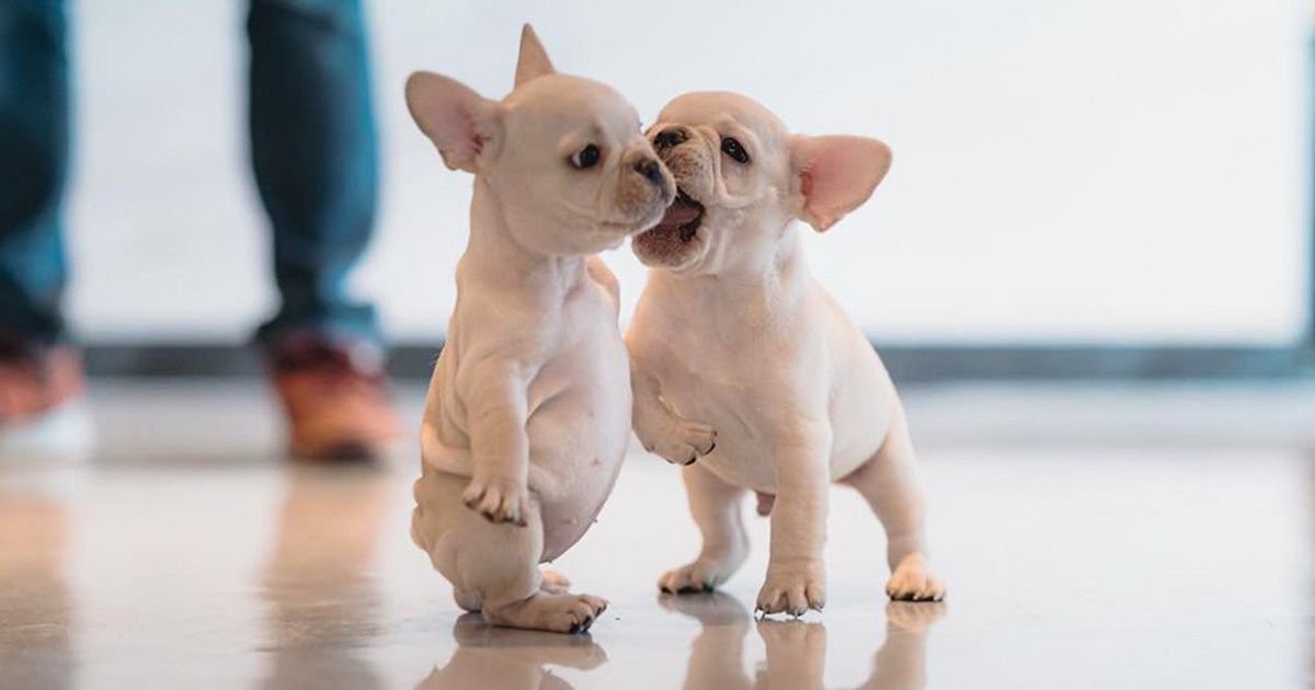 18 Fotos que provam que os animais são uma fonte eterna de felicidade