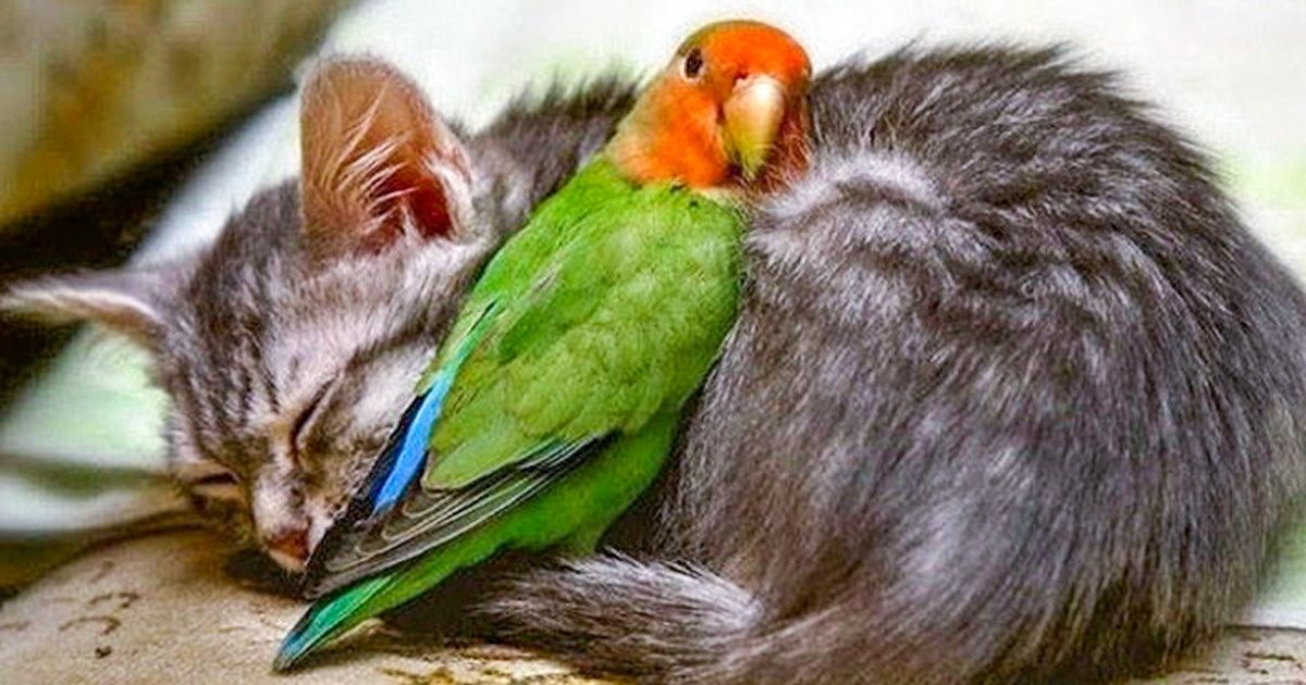 20 Fotos que provam que os animais não podem viver sem amor