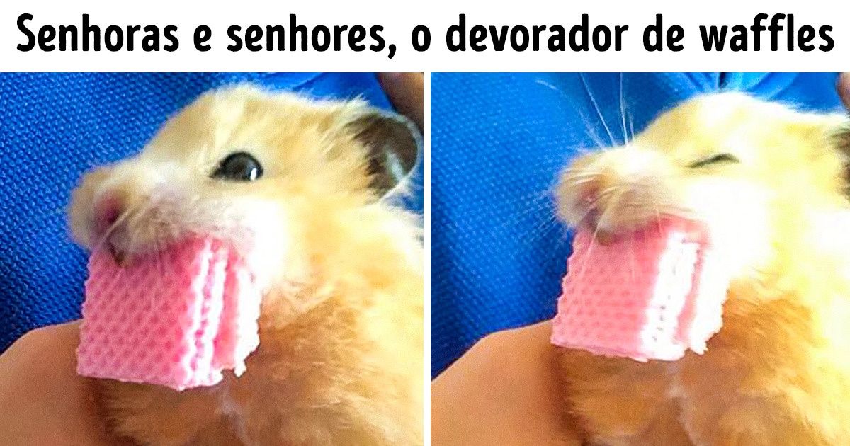 Se não se lembra da última vez que sorriu, dê uma olhada nestas fofuras