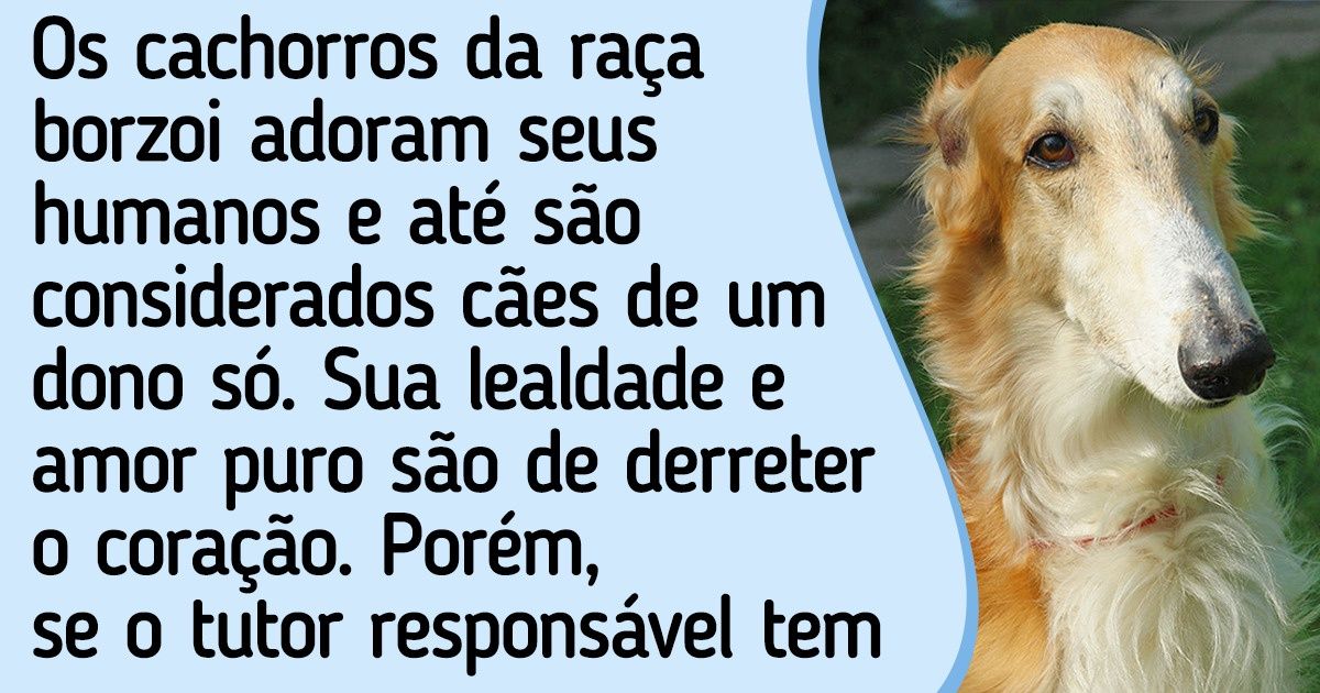 12 Raças de cachorros que escondem muitas surpresas por trás de suas carinhas fofas 12 Raças de cachorros que escondem muitas surpresas por trás de suas carinhas fofas