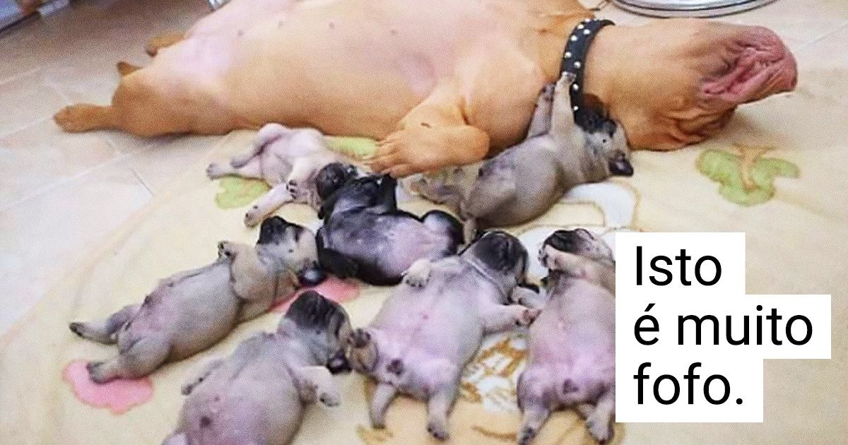 20 Animais que podem ser perfeitos agentes antiestresse