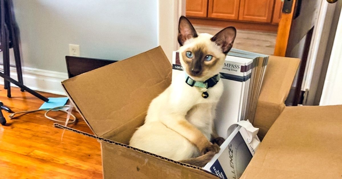 Os gatos siameses mais fofos e divertidos do mundo