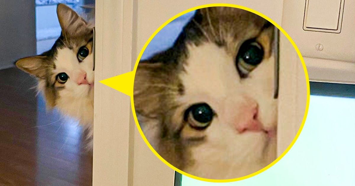 20 Momentos felinos que precisavam ser registrados em fotos
