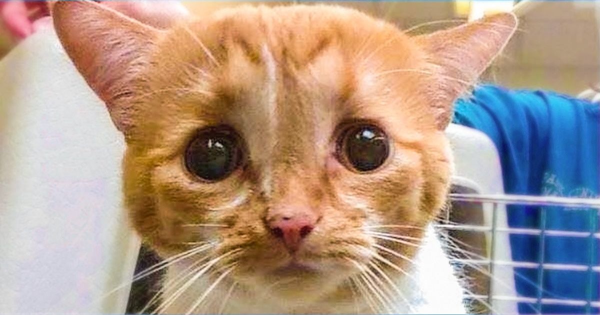 18 Fotos que mostram a magia de animais que encontraram um lar